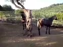 附圖