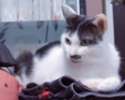附圖