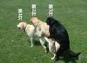 附圖