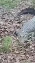 附圖
