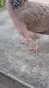附圖