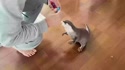 附圖