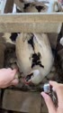 附圖