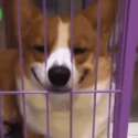 附圖