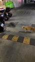 附圖