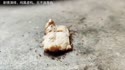 附圖