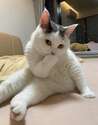 附圖