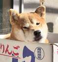 附圖