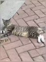 附圖