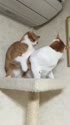 附圖