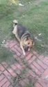 附圖