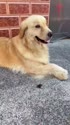 附圖