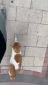 附圖