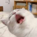 附圖