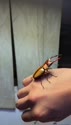 附圖