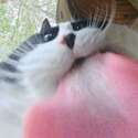 附圖
