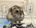 附圖