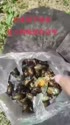 附圖