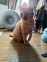 附圖