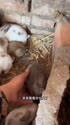 附圖