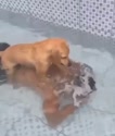 附圖