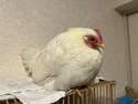 附圖