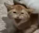 附圖