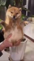 附圖