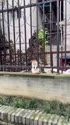附圖