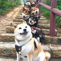 附圖