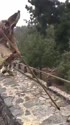 附圖