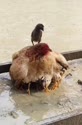 附圖