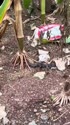 附圖