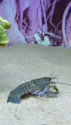 附圖