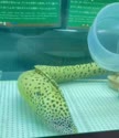 附圖