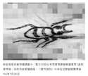 附圖