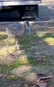 附圖