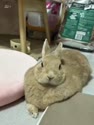 附圖