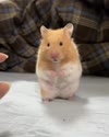 附圖