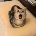 附圖