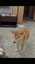 附圖