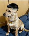 附圖