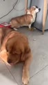 附圖