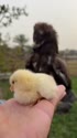 附圖