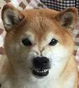 附圖