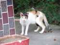 附圖