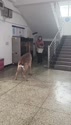 附圖