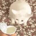 附圖