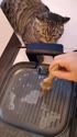 附圖