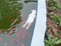 附圖